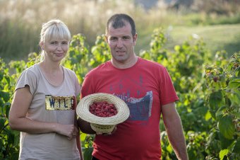 Folytontermő málna a pityóka helyett