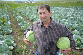 Betakarítás a Csonkatoronynál
