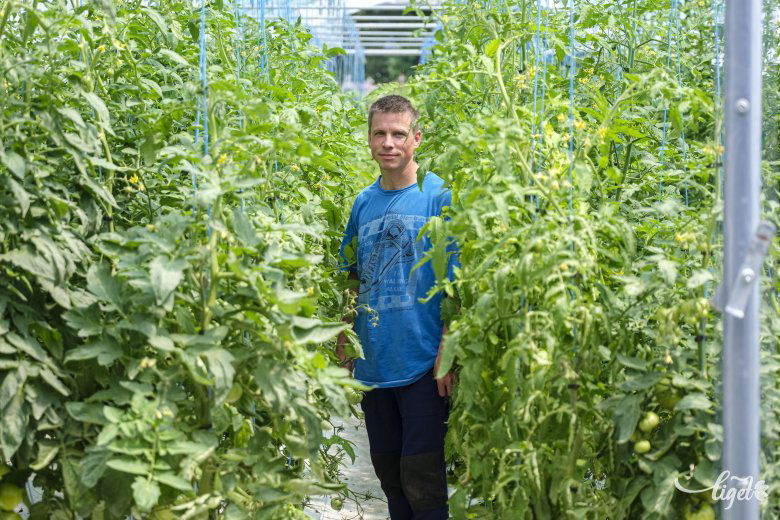 A méretes fóliasátorba  hatszáz tő paradicsom, hatvan tő uborka került. Szép termés várható •  Fotó: Veres Nándor
