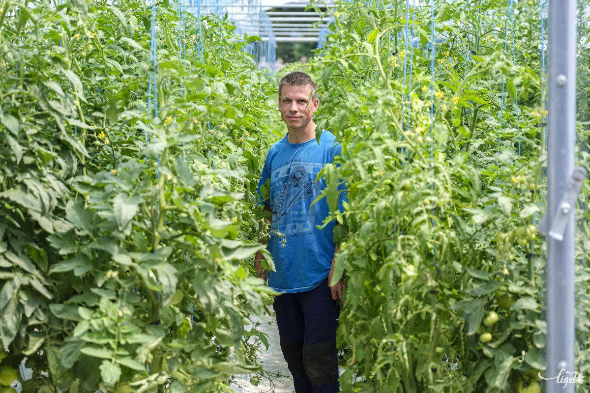 A méretes fóliasátorba  hatszáz tő paradicsom, hatvan tő uborka került. Szép termés várható •  Fotó: Veres Nándor