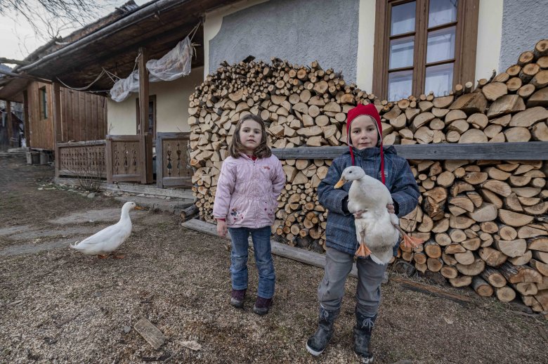 Simogatásra alkalmas kacsák •  Fotó: Szigeti Vajk István