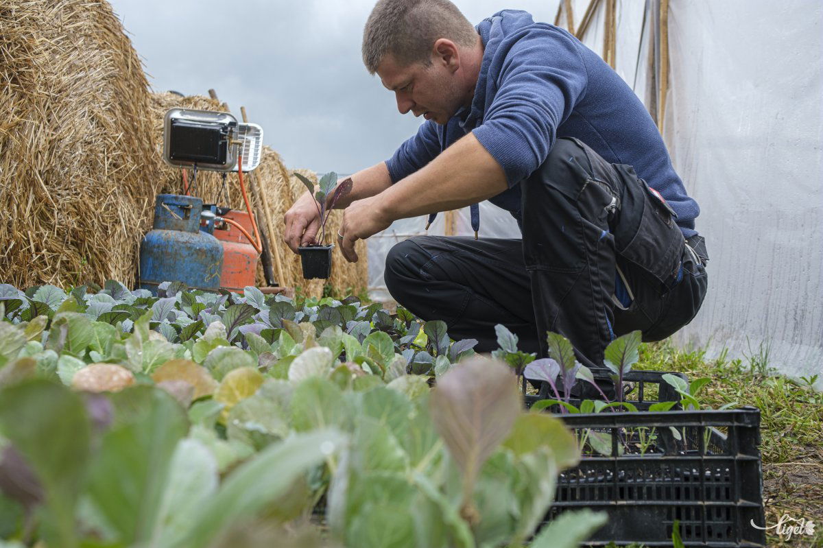 A családi gazdaságokat kellene támogatnia a mezőgazdasági minisztériumnak, a szakemberek ezt szorgalmazzák &bullet;  Fotó: Veres Nándor