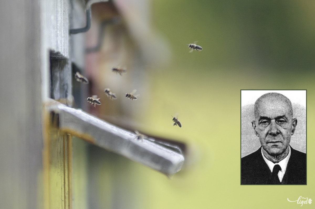 A minden idők legnagyobb magyar méhészének számító kutató Székelyudvarhely szülötte •  Fotó: Liget-montázs (Thomas Câmpean felvétele)
