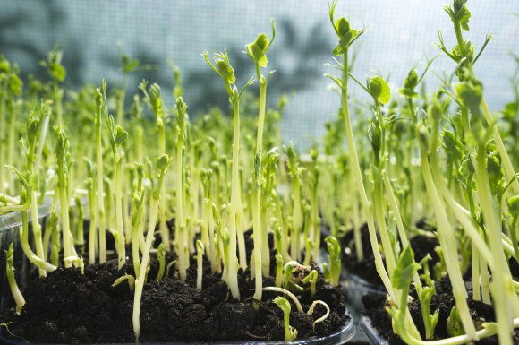 Amikor a magba zárt élet újjáéled: csírák és mikrozöldek