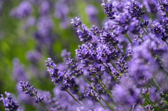 Kezdődik a levendula- és cseresznyeszezon, mindkettőből szedhetünk a hétvégén