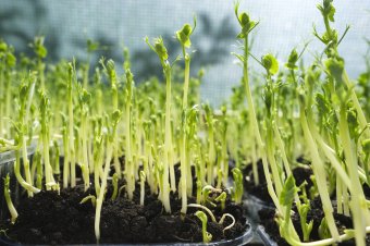 Amikor a magba zárt élet újjáéled: csírák és mikrozöldek