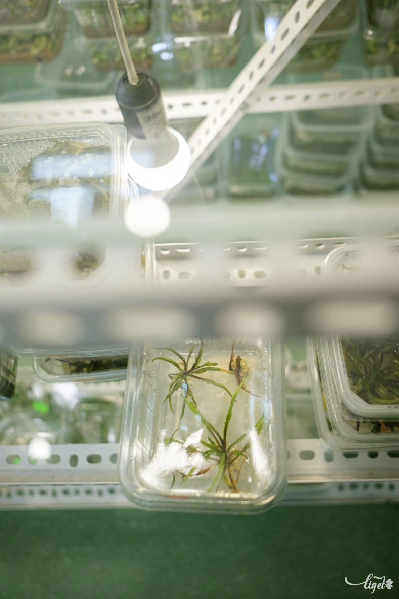In vitro mikroszaporító laboratórium Csíkmadarason •  Fotó: Veres Nándor