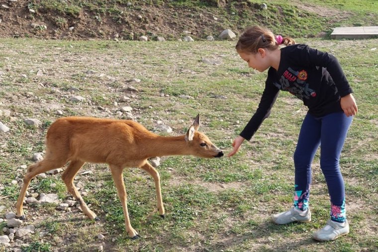 Megnyugtató az állatok közelsége a Babusgatóban