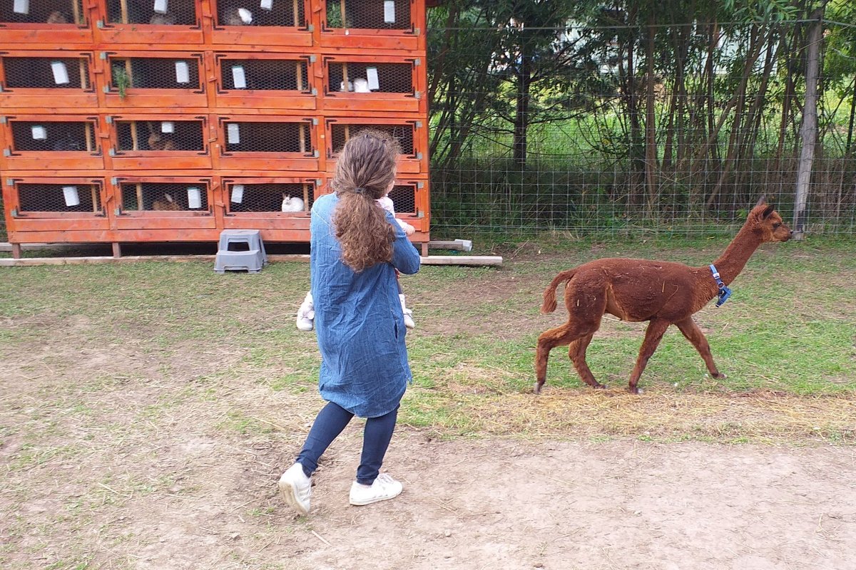 Éppen a nyúlketrec előtt kószál az állat •  Fotó: Katona Zoltán