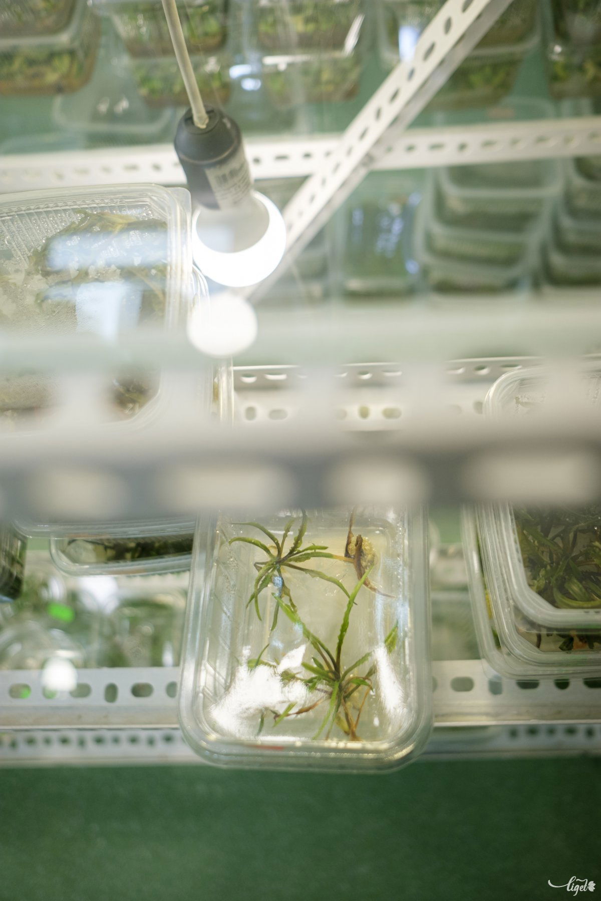 In vitro mikroszaporító laboratórium Csíkmadarason •  Fotó: Veres Nándor