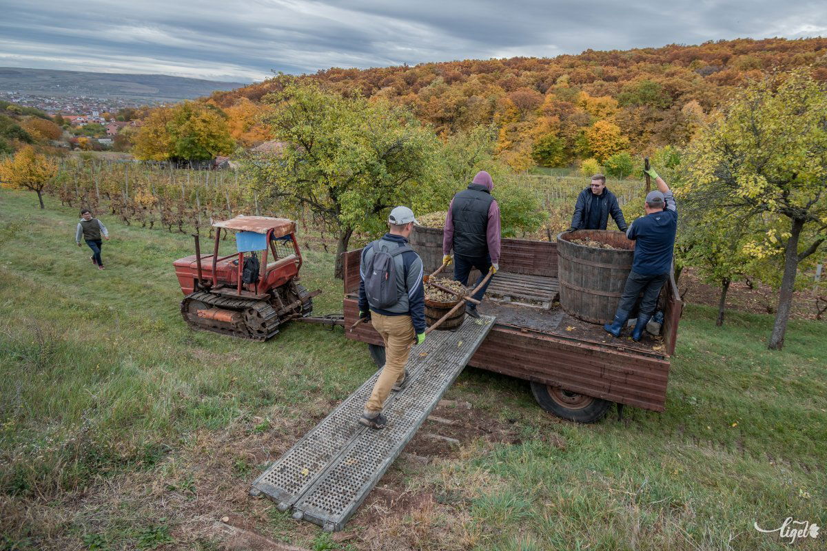A csebrekből az utánfutón levő kádba ürítik a szőlőt. A traktor a csíkszeredai traktorgyárból került az érsekség szőlősébe, még 1977-ben •  Fotó: Pinti Attila