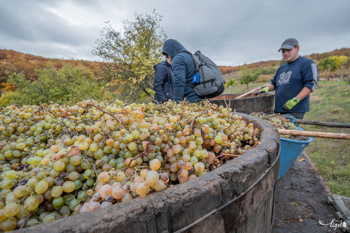 Vegyesen kerülnek a kádakba a különböző fajtájú szőlők •  Fotó: Pinti Attila