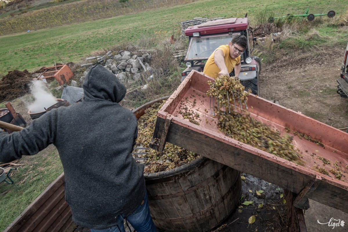 Nagy vasvillákkal helyezik a csúzdára a leszedett szőlőt •  Fotó: Pinti Attila