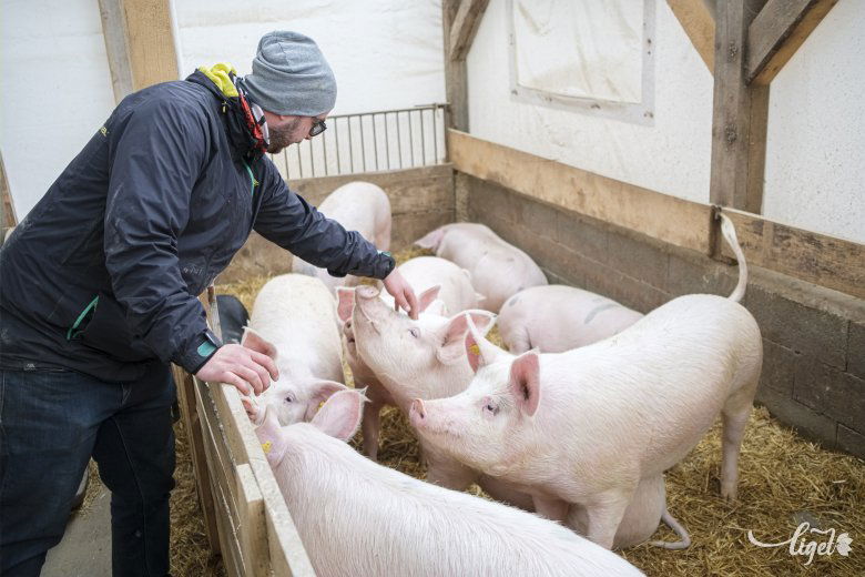 Megszerette az állatokat, a gazdálkodást •  Fotó: Veres Nándor