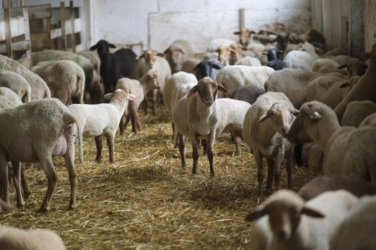 Február végéig be kell jelenteni a mezőgazdasági nyilvántartóba az állatállományt és a területeket
