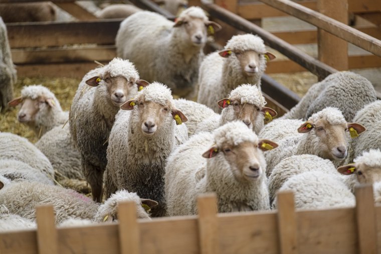 Nem a székelyföldi állattenyésztőktől került Magyarországra a kiskérődzők pestisvírusa