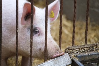 Szigorított sertéstartás: milyen változásokat hoz az új törvény?