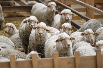 Nem a székelyföldi állattenyésztőktől került Magyarországra a kiskérődzők pestisvírusa