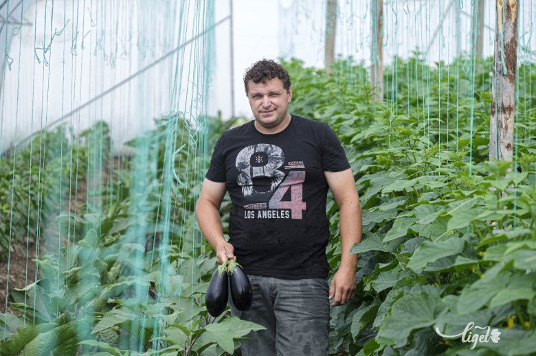 Szépen lilulnak már a padlizsánok a fóliasátorban, ha tízszer ennyi lenne, mint ami van, annak is lenne gazdája •  Fotó: Veres Nándor