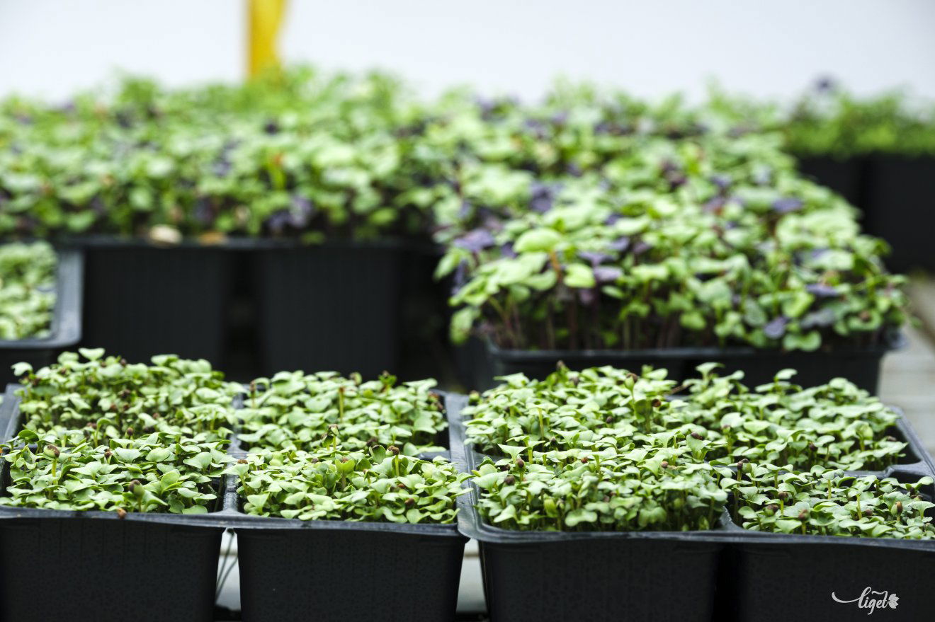 mikrozöld, csíra, mag, élet, gasztronómia, tél, tavasz