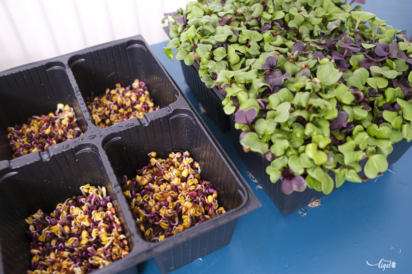 mikrozöld, csíra, mag, élet, gasztronómia, tél, tavasz