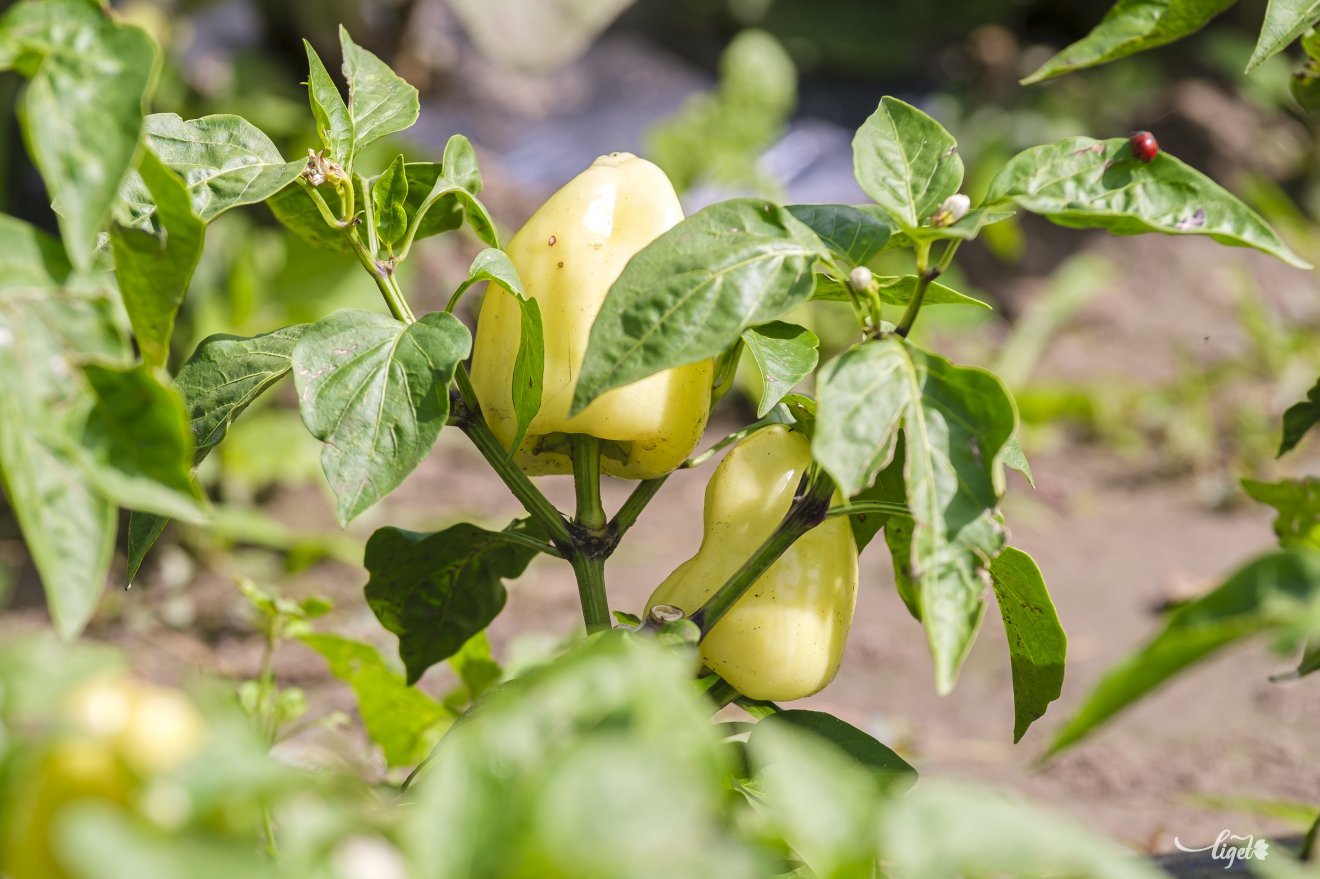 ...és a paprika is •  Fotó: Veres Nándor