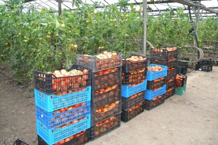 Nem éppen paradicsomi állapotok: a bizonytalan értékesítés miatt panaszkodnak a termelők