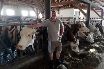 Tehénfarm a Tilalmasban: ahol még a trágyakihúzó is gépesítve van