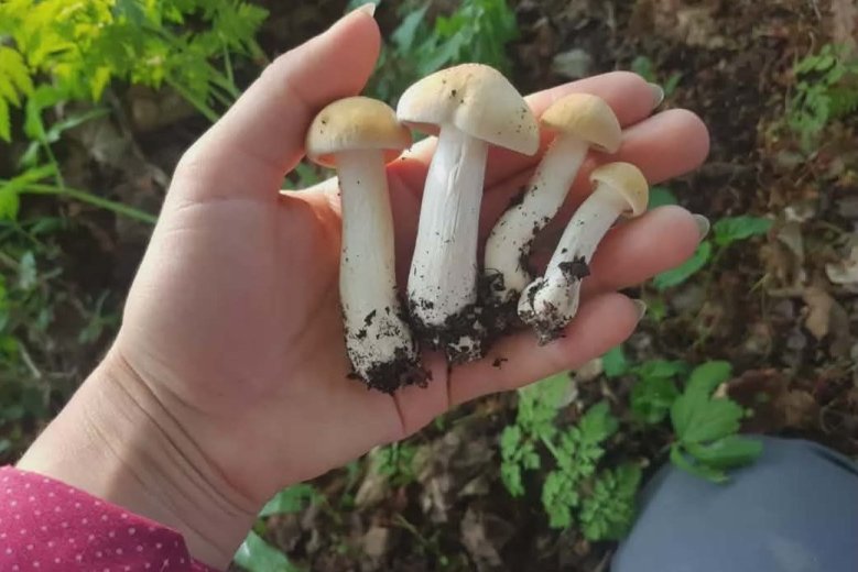 Kerüljön a kosarunkba uborkaízű kis vérfű és ízletes tavaszi gomba