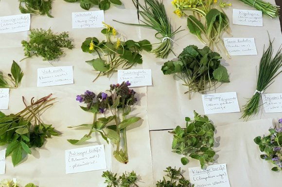 Fontos megkülönböztetni: mérgező vagy ehető?