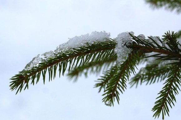 Lombhullatók és örökzöldek túlélési stratégiái