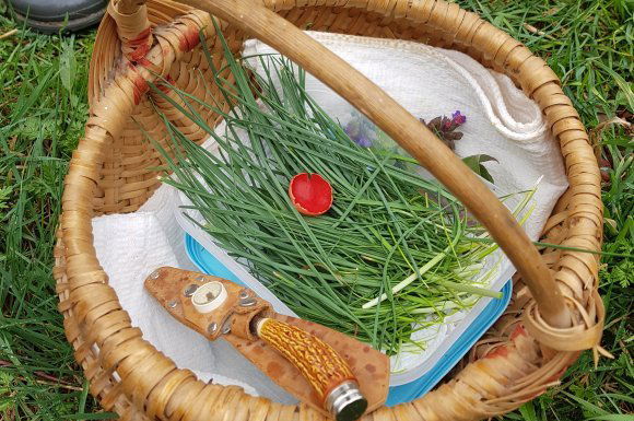 Kora tavaszi vadon termő fűszernövények