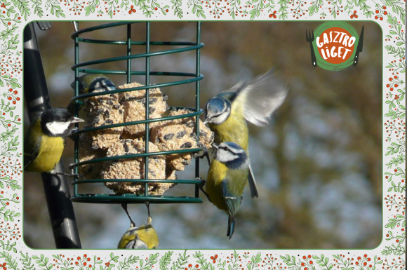 Őszapók, csuszkák, szajkók, cinegék – madáretetés télen