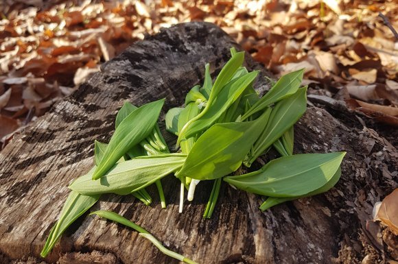 Gyűjtsünk bojtorjánsalátát és medvehagymát