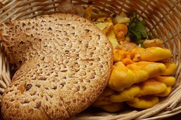 Világos alapon sötét pikkelyek: nem bagoly, hanem gomba