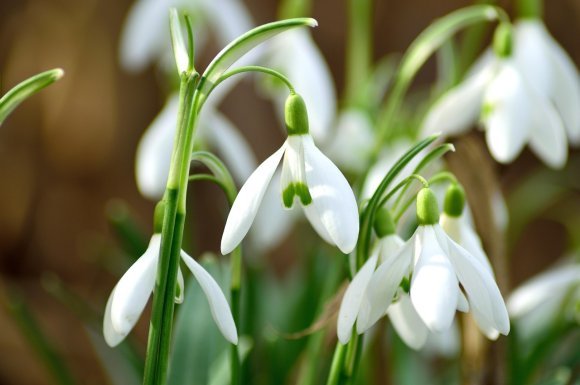 A tavasz első hírnökei
