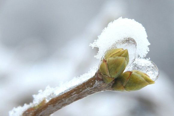 Mit tanít nekünk a természet a karácsonyi időszakban?