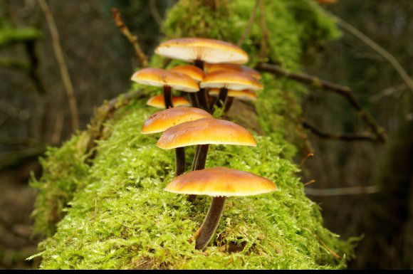 Könnyebb a kosara, de az igazi gombász télen is gyűjtöget