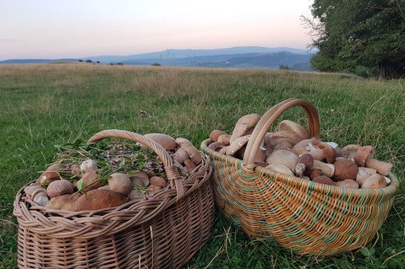 Figyelni és szeretni a természetet – az új évben is