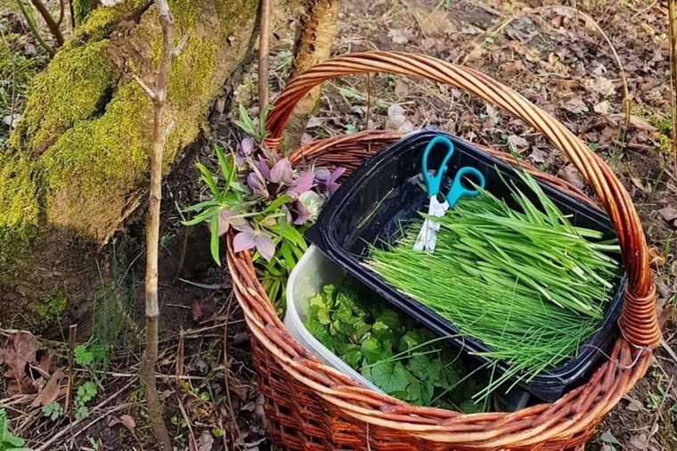Tavaszi kincsvadászat: bajuszos hagyma és salátaboglárka a kosárban