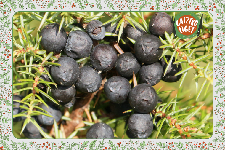 Fűszeres ízű, különleges cserjénk: a boróka