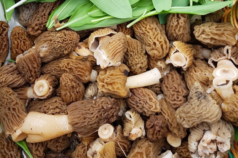 A kucsmagombák világa – tavaszi kincsek nyomában