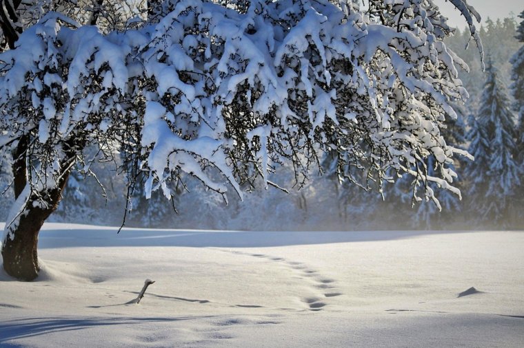 Élet a hótakaró alatt és felett