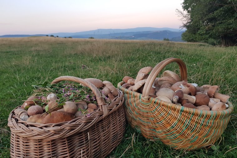 Figyelni és szeretni a természetet – az új évben is