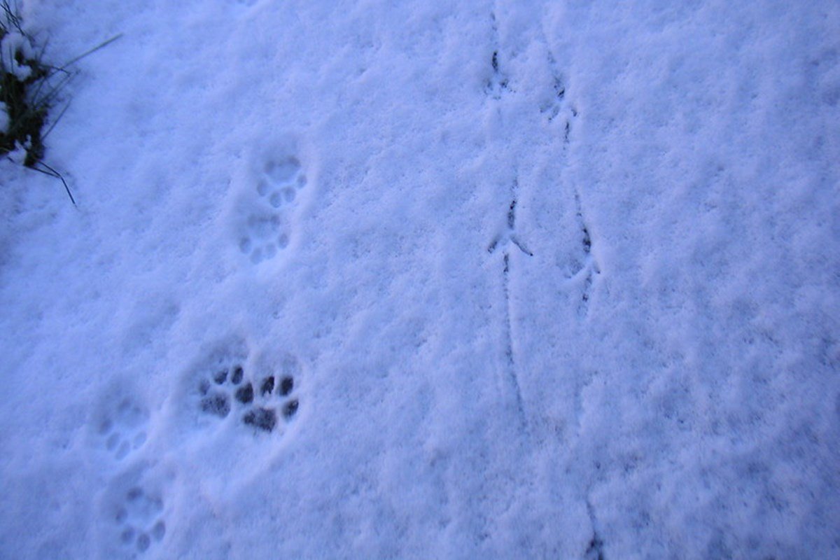 tél, lelassulás, karácsony, egyensúly, természet