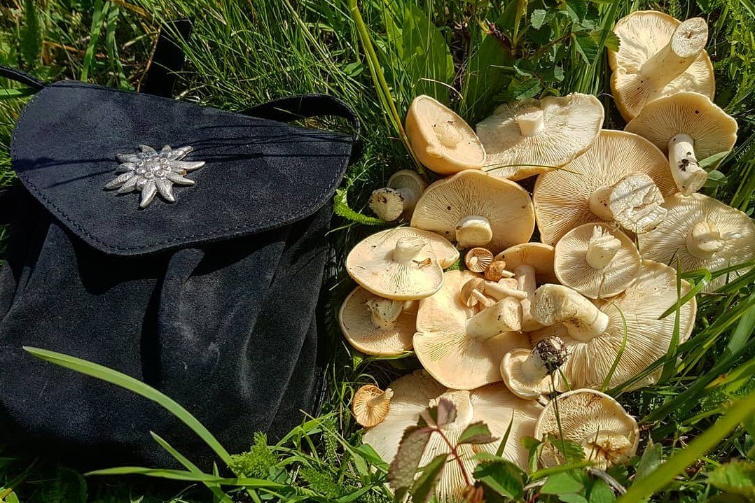 vérfű, kosár, gomba, tavasz, uborkaízű, csapadék