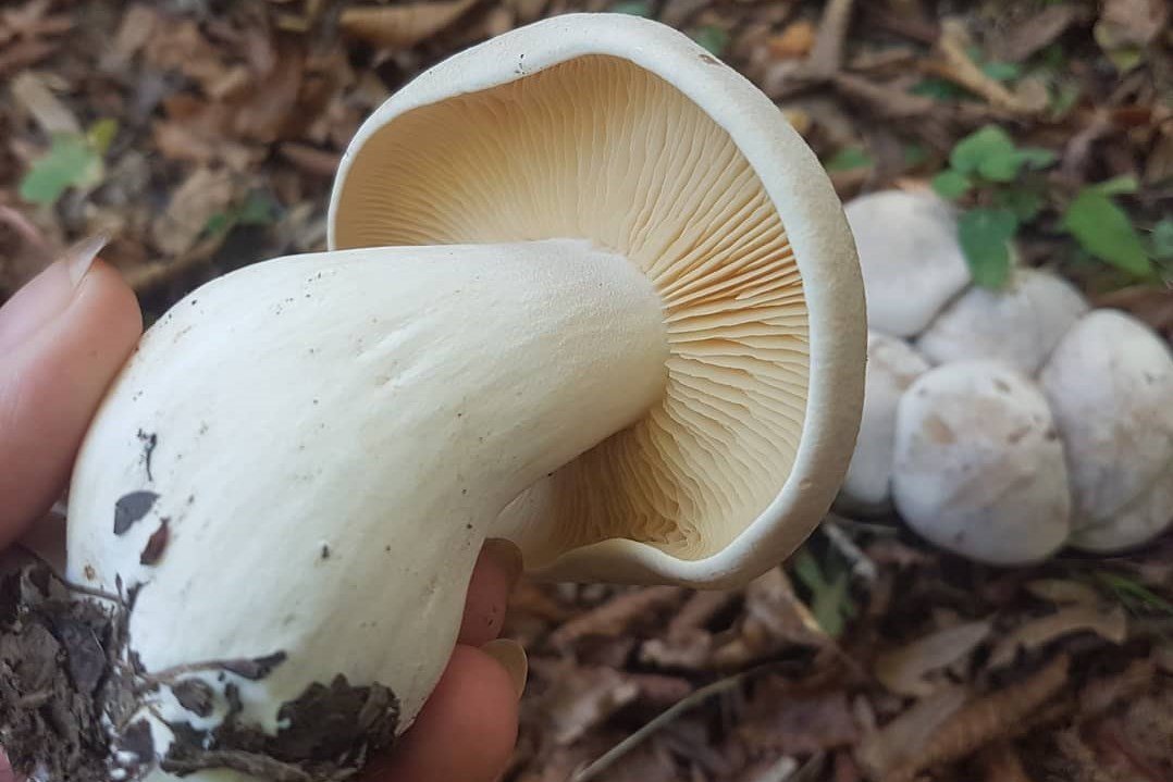 vérfű, kosár, gomba, tavasz, uborkaízű, csapadék