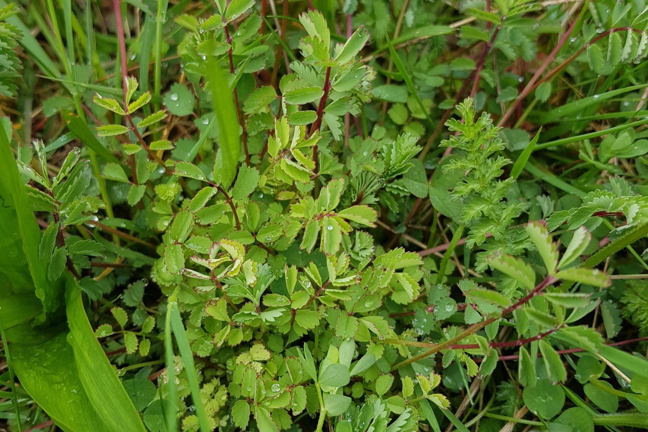 vérfű, kosár, gomba, tavasz, uborkaízű, csapadék