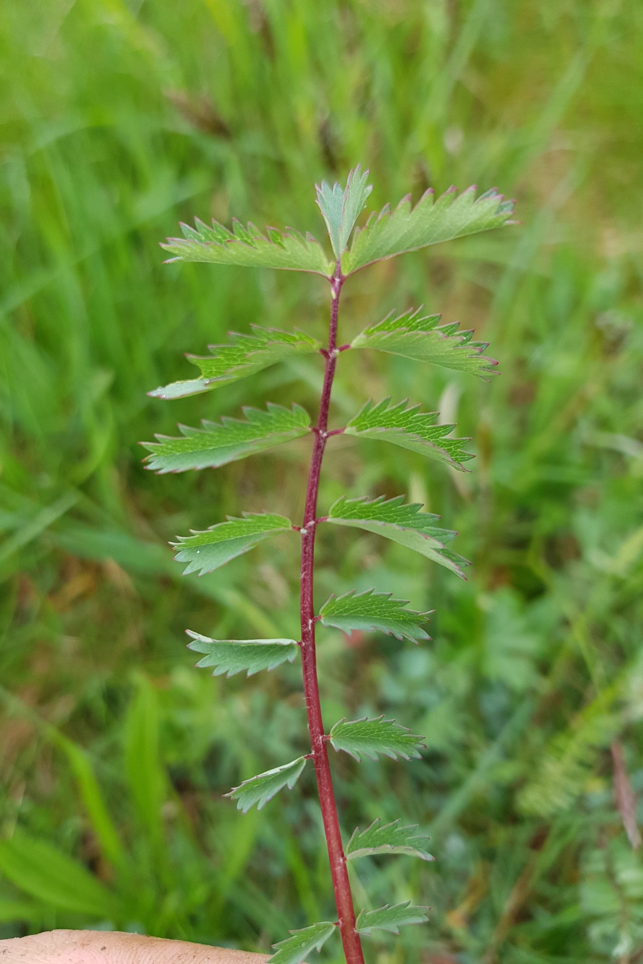 vérfű, kosár, gomba, tavasz, uborkaízű, csapadék