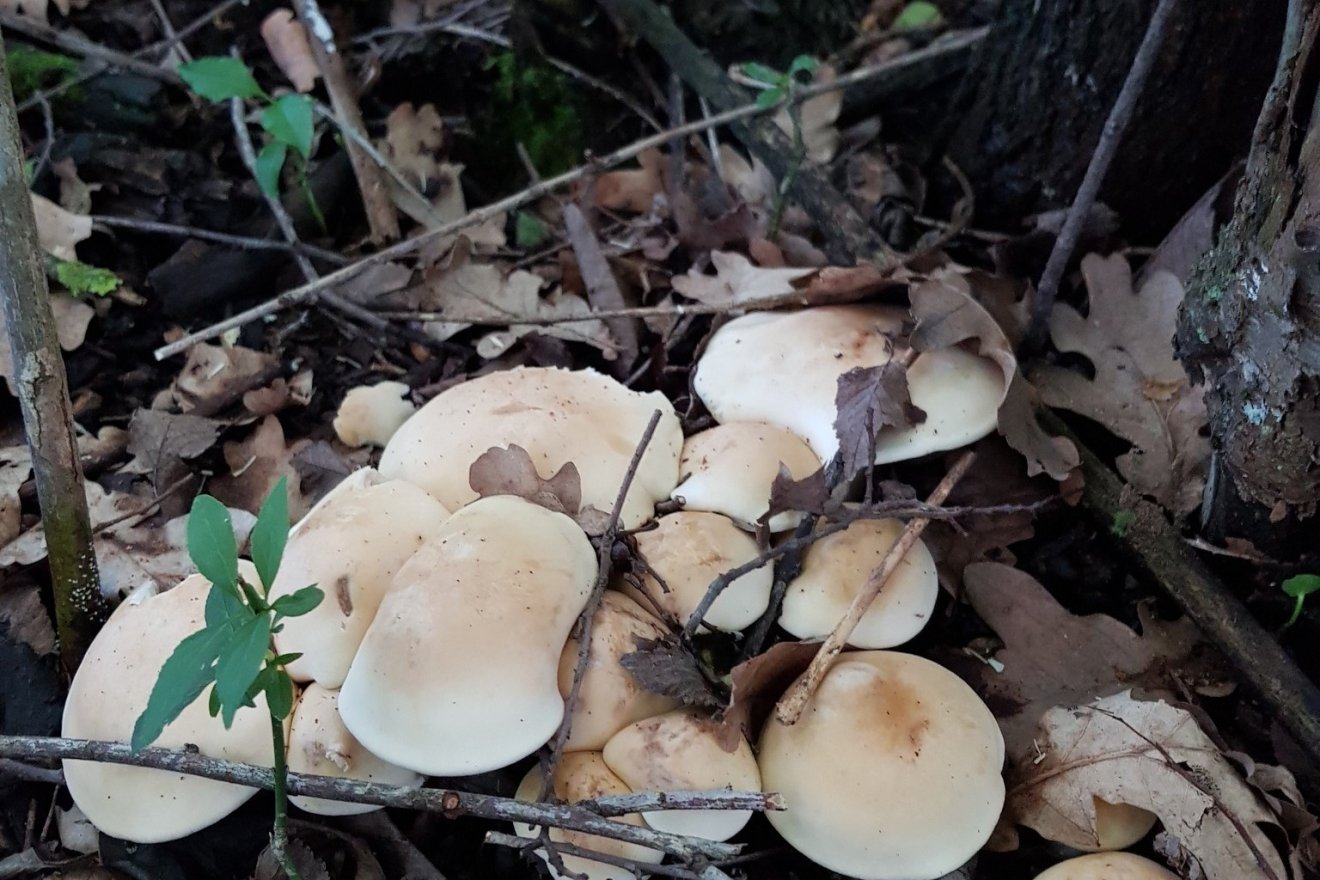 vérfű, kosár, gomba, tavasz, uborkaízű, csapadék